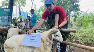 Qurban Idul Adha