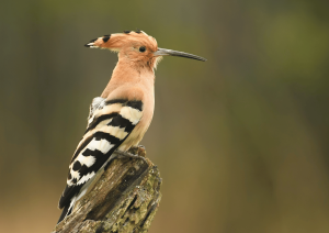 Burung